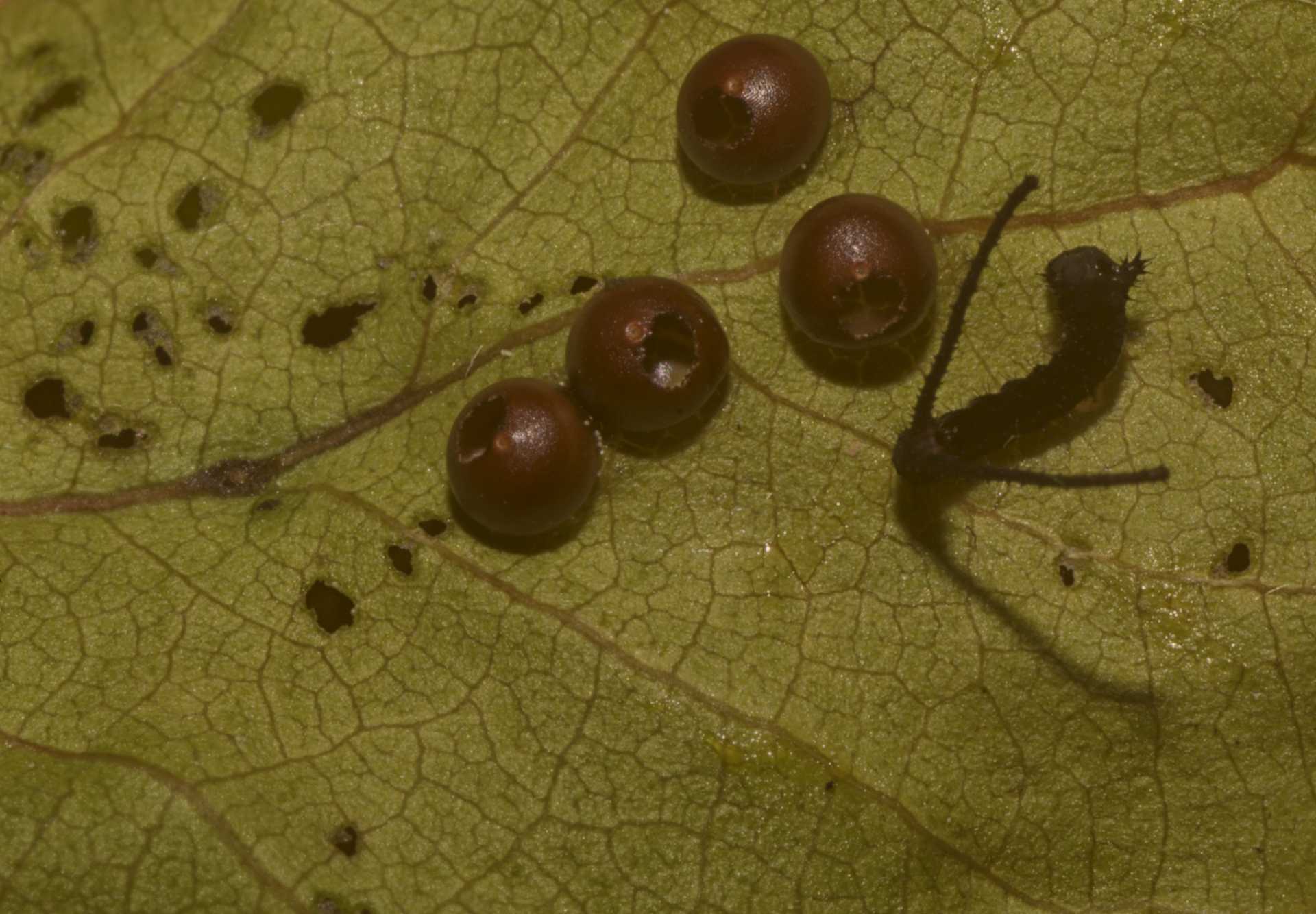 Seguiamo la storia di Cery, il piccolo bruco della Cerura vinula